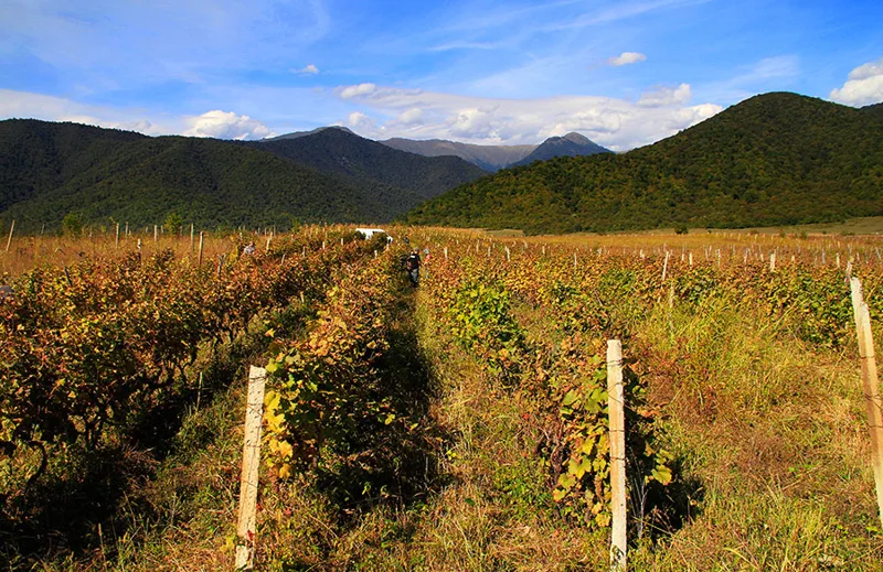 Vineyards in Kakheti, Georgia